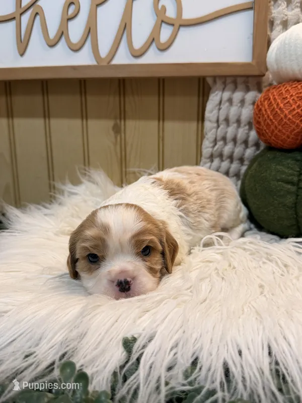 Finley – Cavalier King Charles Spaniel puppy for sale in Topeka, IN