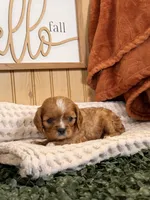 Callie, a female Cavalier King Charles Spaniel for sale in Topeka, IN – 2 of 5