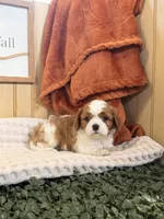 Cloe, a female Cavalier King Charles Spaniel for sale in Topeka, IN – 3 of 5
