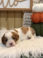 Floral, a female Cavalier King Charles Spaniel for sale in Topeka, IN – 3 of 4