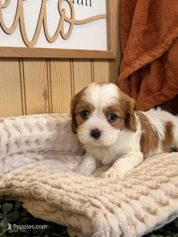 Carlet – Cavalier King Charles Spaniel puppy for sale in Topeka, IN