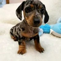 Rip, a male Dachshund for sale in Haverhill, NH – 10 of 10