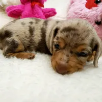 Gabby, a female Miniature Dachshund for sale in Haverhill, NH – 9 of 10