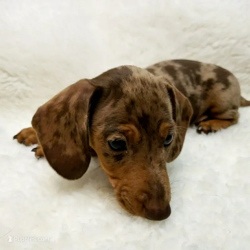 Jack – Miniature Dachshund puppy for sale in Haverhill, NH