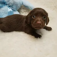 Rip, a male Miniature Dachshund for sale in Haverhill, NH – 2 of 9