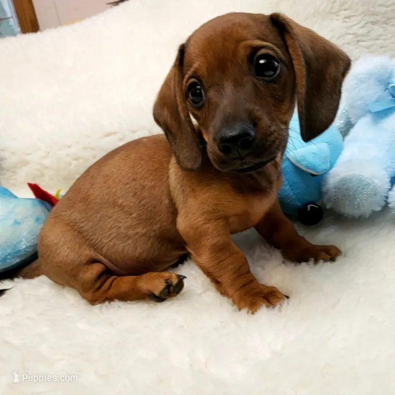 Bruiser – Dachshund puppy for sale in Haverhill, NH