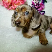 Mercedes, a female Miniature Dachshund for sale in Haverhill, NH – 10 of 10