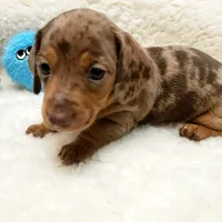 Jack, a male Miniature Dachshund for sale in Haverhill, NH – 9 of 10