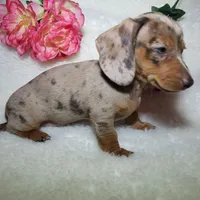 Mercedes, a female Miniature Dachshund for sale in Haverhill, NH – 9 of 10