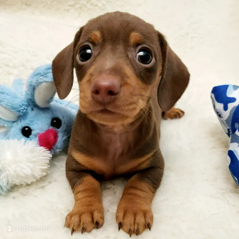 Brady – Miniature Dachshund puppy for sale in Haverhill, NH