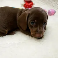 Mocha, a female Miniature Dachshund for sale in Haverhill, NH – Photo 3 of 8