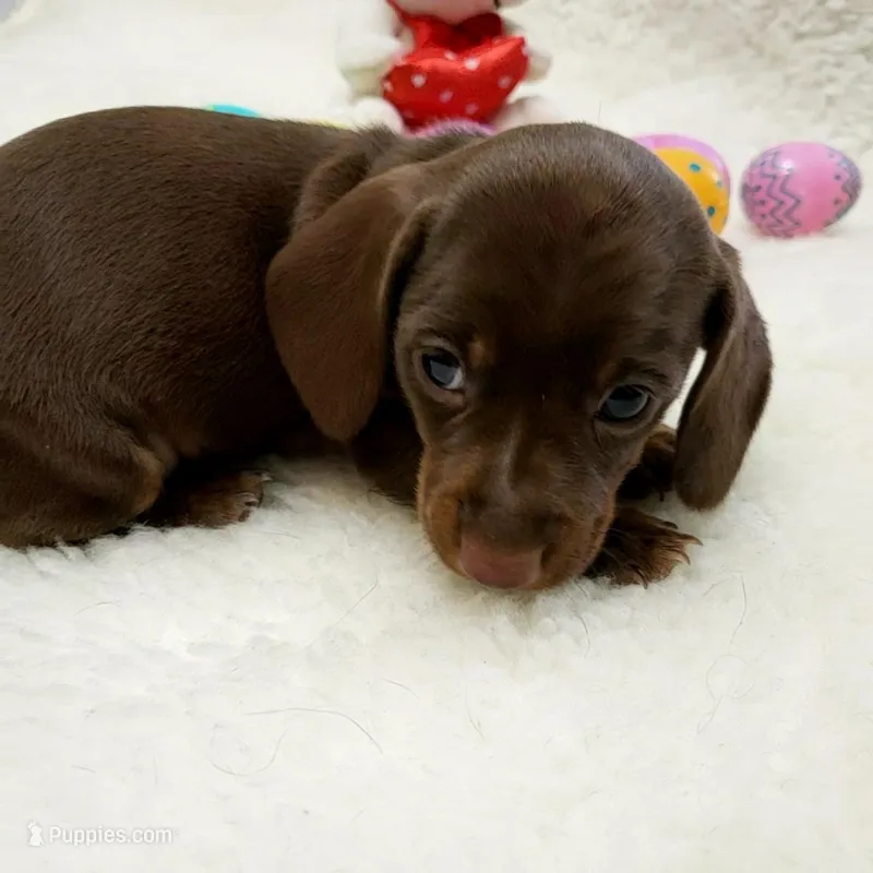 Mocha – Miniature Dachshund puppy for sale in Haverhill, NH