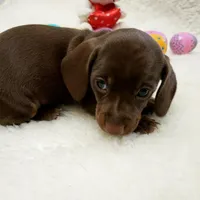 Mocha, a female Miniature Dachshund for sale in Haverhill, NH – Photo 1 of 8