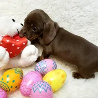 Mocha, a female Miniature Dachshund for sale in Haverhill, NH – Photo 2 of 8