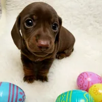 Mocha, a female Miniature Dachshund for sale in Haverhill, NH – Photo 7 of 8