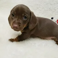 Mocha, a female Miniature Dachshund for sale in Haverhill, NH – Photo 6 of 8