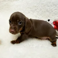 Mocha, a female Miniature Dachshund for sale in Haverhill, NH – Photo 4 of 8