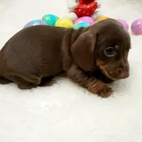 Mocha, a female Miniature Dachshund for sale in Haverhill, NH – Photo 5 of 8