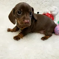 Mocha, a female Miniature Dachshund for sale in Haverhill, NH – Photo 8 of 8