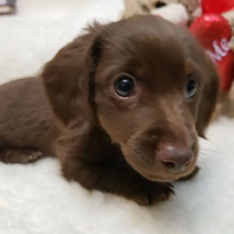 Rip – Miniature Dachshund puppy for sale in Haverhill, NH