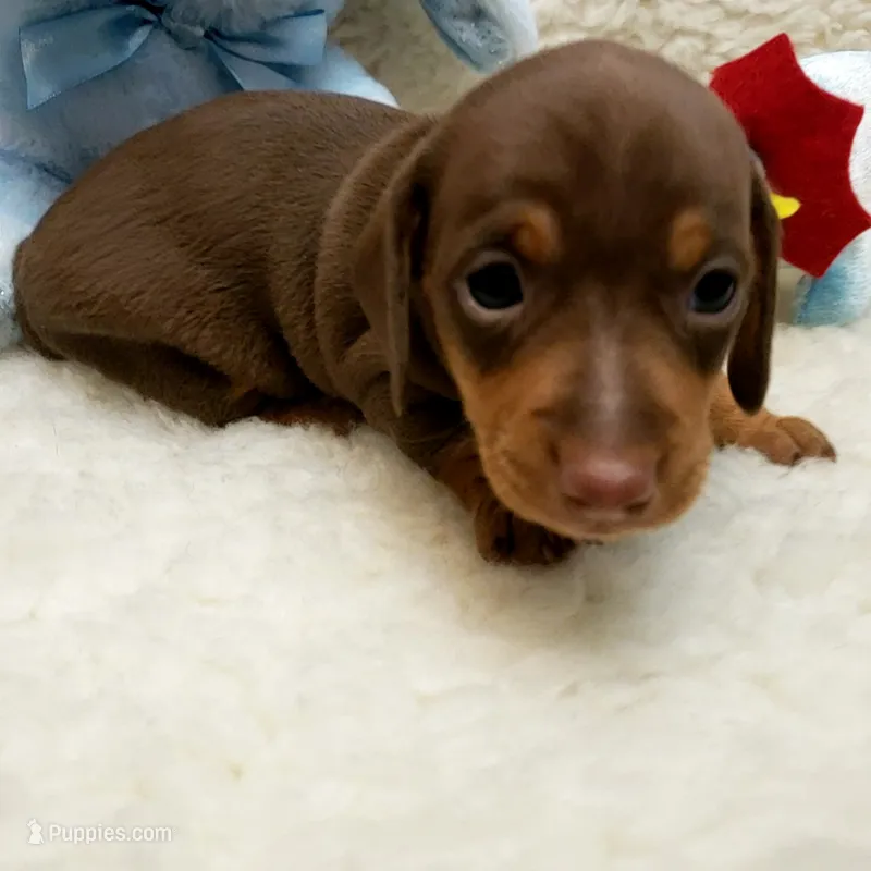Brady – Miniature Dachshund puppy for sale in Haverhill, NH