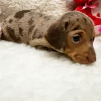 Gwen, a female Miniature Dachshund for sale in Haverhill, NH – 3 of 9