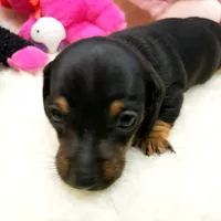 Sara, a female Miniature Dachshund for sale in Haverhill, NH – 2 of 10