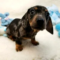Rocko, a male Dachshund for sale in Haverhill, NH – 2 of 10