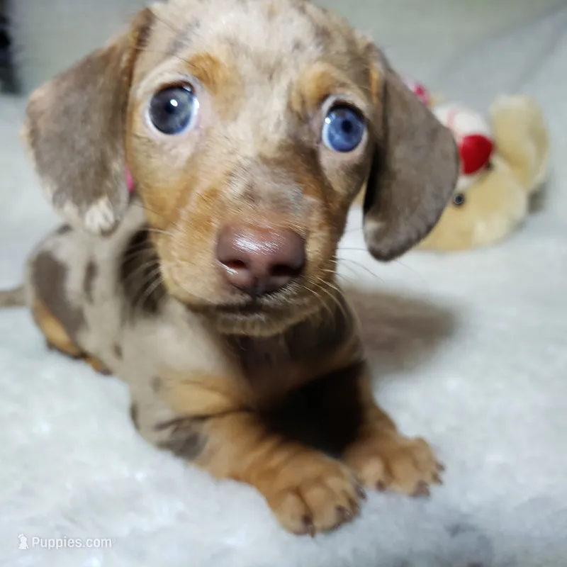 Gwen – Miniature Dachshund puppy for sale in Haverhill, NH