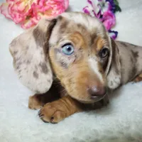 Mercedes, a female Miniature Dachshund for sale in Haverhill, NH – 1 of 10