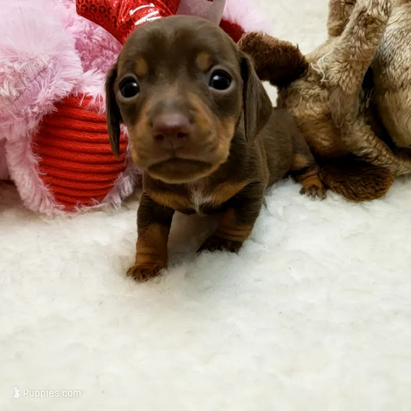 Brin – Miniature Dachshund puppy for sale in Haverhill, NH