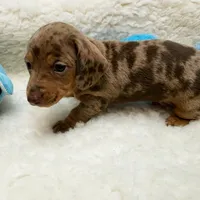 Jack, a male Miniature Dachshund for sale in Haverhill, NH – 2 of 10