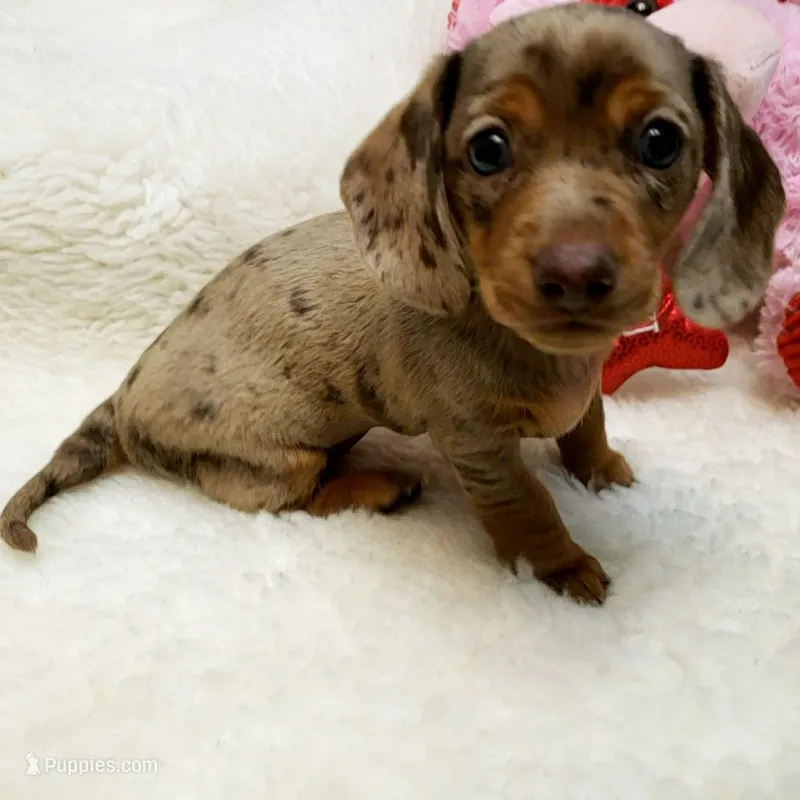 Mercedes – Miniature Dachshund puppy for sale in Haverhill, NH