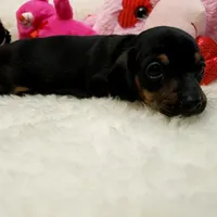 Sara, a female Miniature Dachshund for sale in Haverhill, NH – 10 of 10