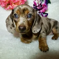 Mercedes, a female Miniature Dachshund for sale in Haverhill, NH – 8 of 10