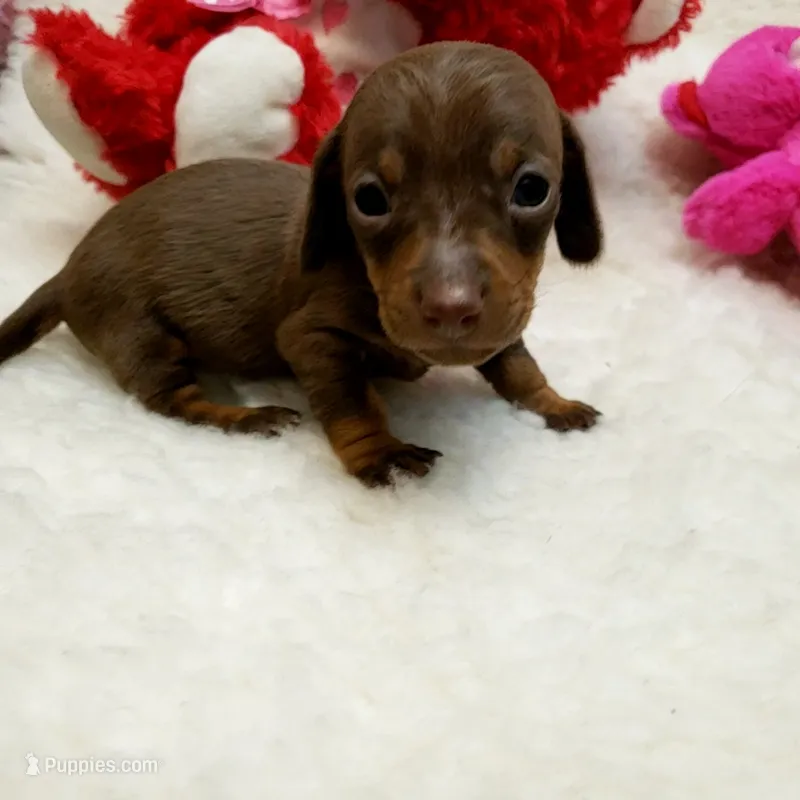 Glenda – Miniature Dachshund puppy for sale in Haverhill, NH