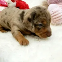 Mercedes, a female Miniature Dachshund for sale in Haverhill, NH – 6 of 9