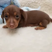 Brady, a male Miniature Dachshund for sale in Haverhill, NH – 5 of 10