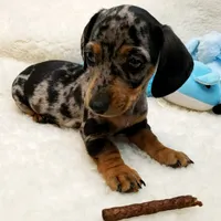 Rip, a male Dachshund for sale in Haverhill, NH – 5 of 10