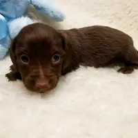 Rip, a male Miniature Dachshund for sale in Haverhill, NH – 3 of 9