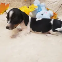 Paddy, a male Dachshund for sale in Haverhill, NH – Photo 5 of 9