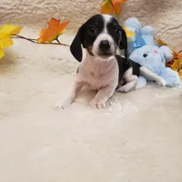 Paddy, a male Dachshund for sale in Haverhill, NH – Photo 8 of 9