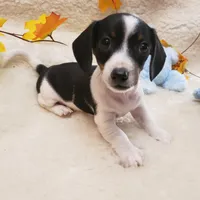 Paddy, a male Dachshund for sale in Haverhill, NH – Photo 1 of 9