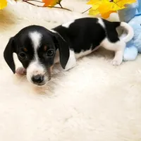 Paddy, a male Dachshund for sale in Haverhill, NH – Photo 2 of 9