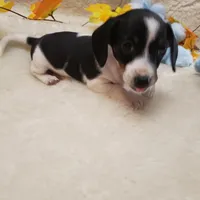 Paddy, a male Dachshund for sale in Haverhill, NH – Photo 4 of 9