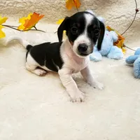 Paddy, a male Dachshund for sale in Haverhill, NH – Photo 3 of 9