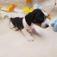 Paddy, a male Dachshund for sale in Haverhill, NH – Photo 7 of 9