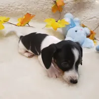 Paddy, a male Dachshund for sale in Haverhill, NH – Photo 9 of 9