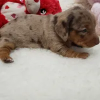 Mercedes, a female Miniature Dachshund for sale in Haverhill, NH – 2 of 9