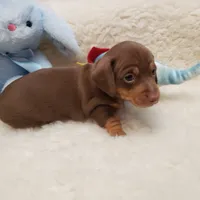 Brady, a male Miniature Dachshund for sale in Haverhill, NH – 8 of 10